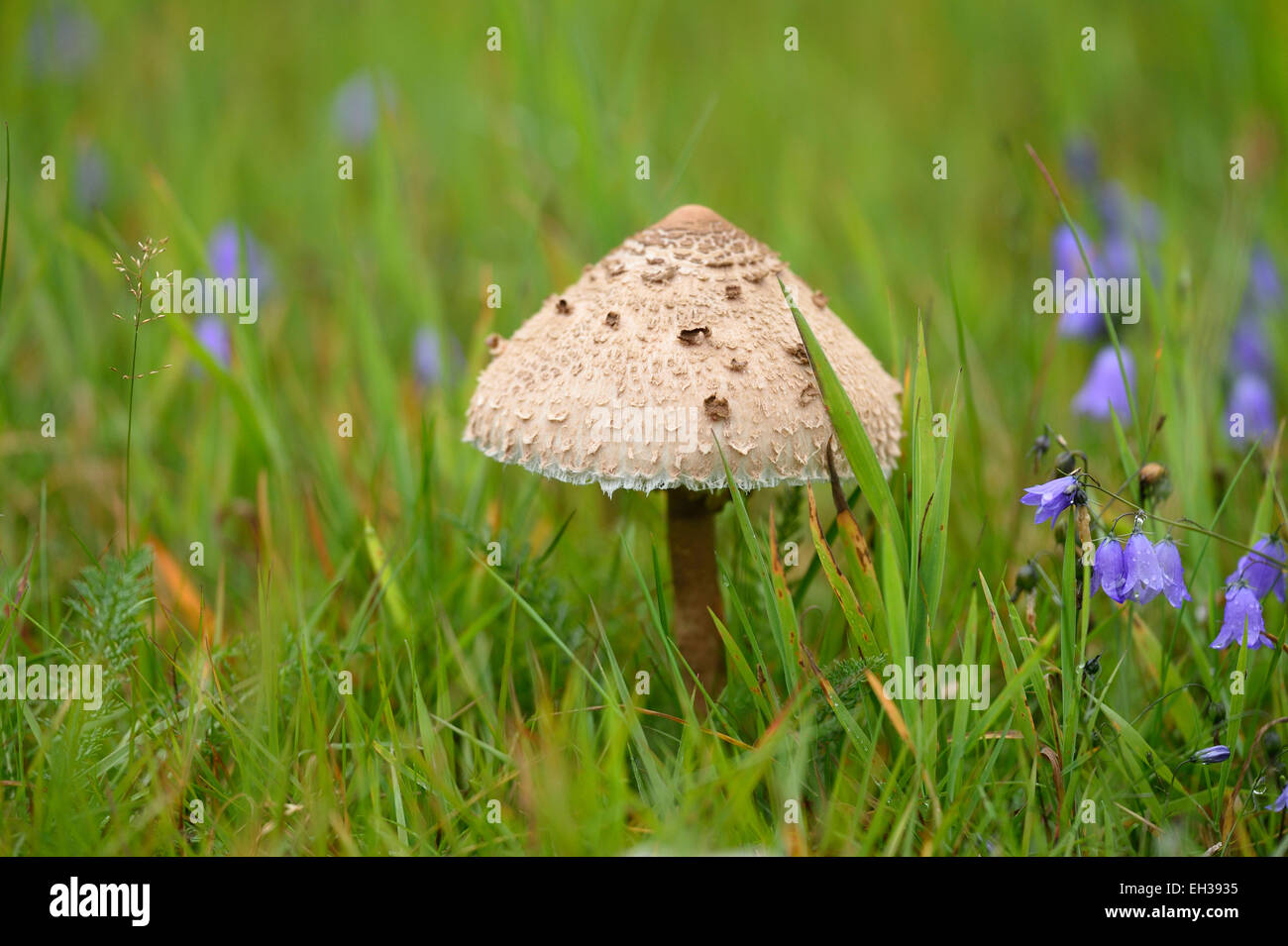 Close-up of a parasol mushroom (Macrolepiota procera) mushroom in a meadow in early autum, Upper Palatinate, Bavaria, Germany Stock Photo