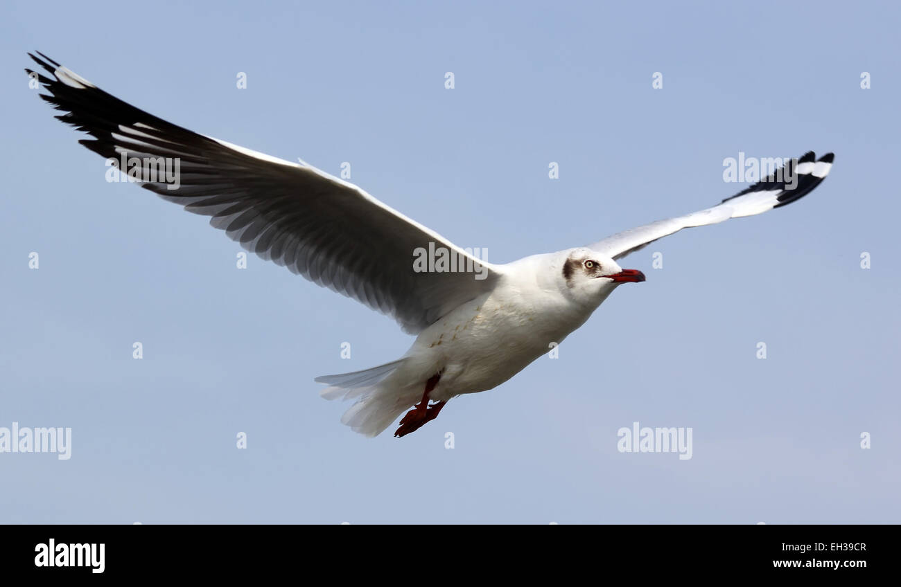 Flying seagull on beautiful sky background Stock Photo