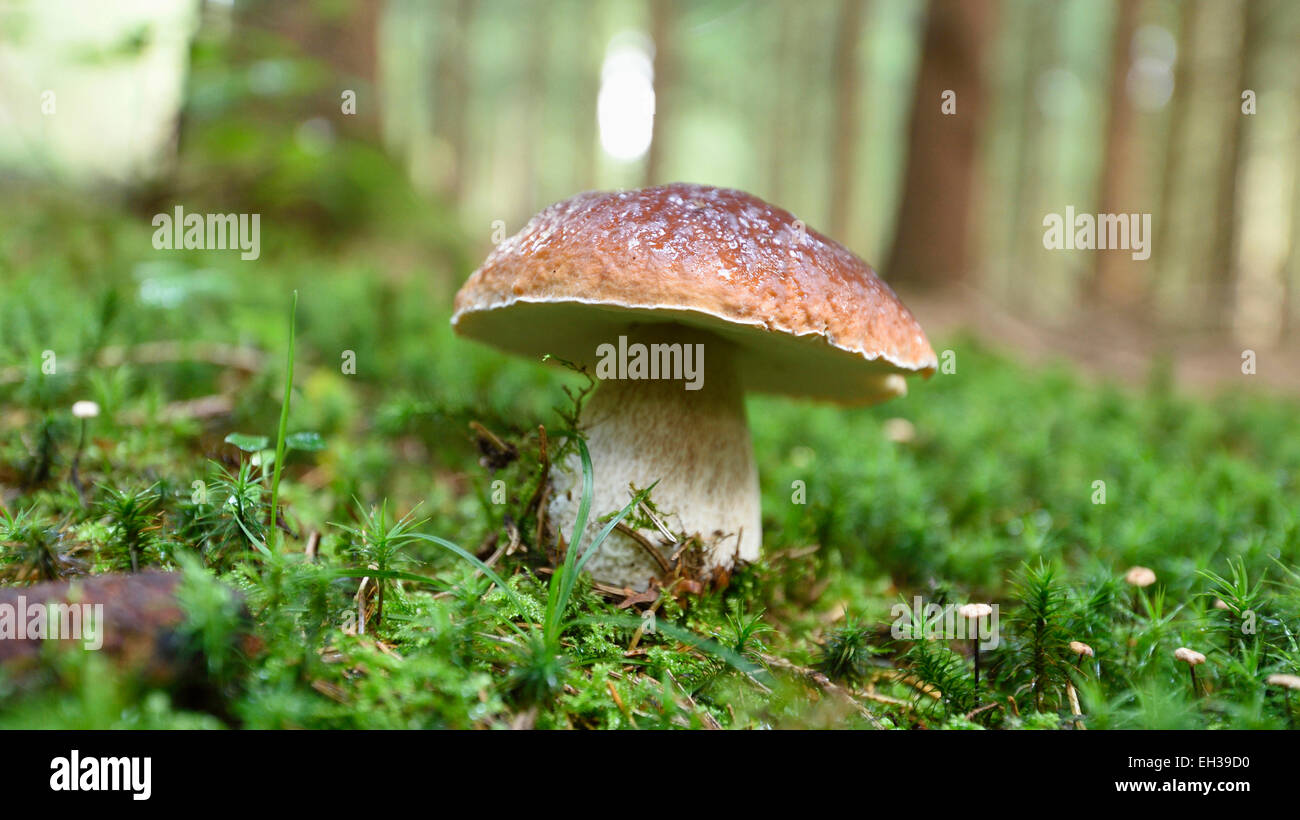 Close-up of Porcini Mushroom (Boletus edulis) in Early Autumn, Bavaria, Germany Stock Photo