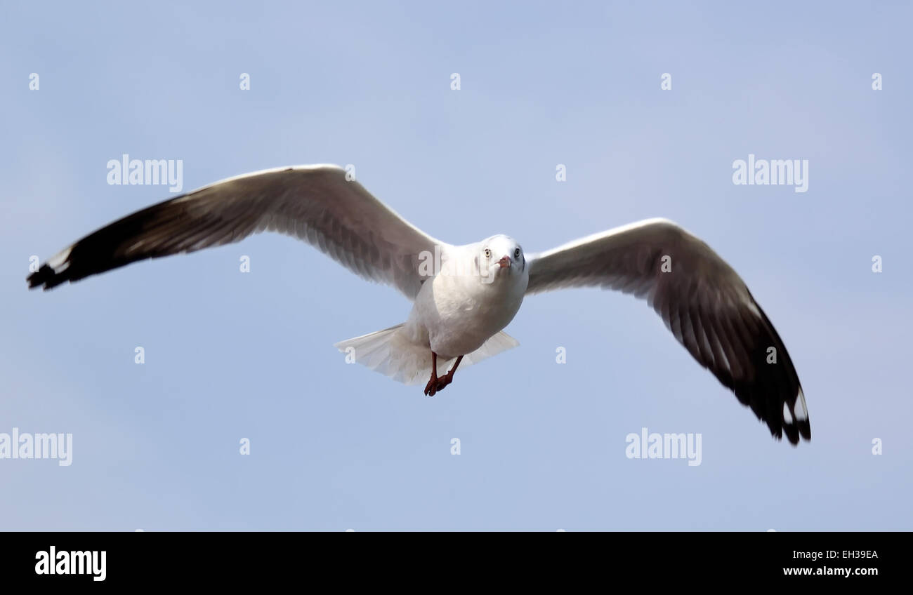 Seagull flying against the beautiful sky Stock Photo