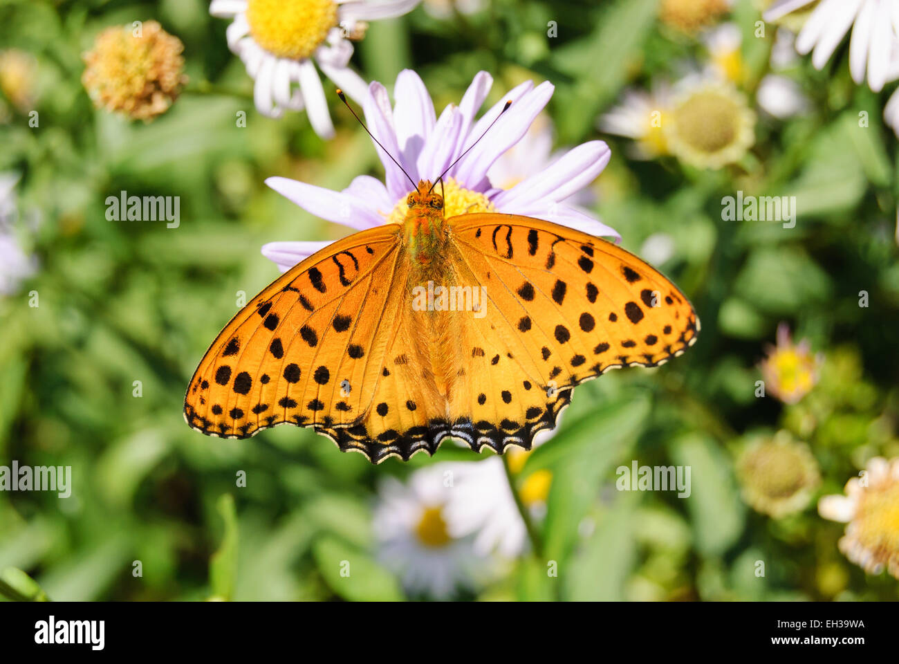 Orange color butterfly with black spot on a flower Stock Photo Alamy