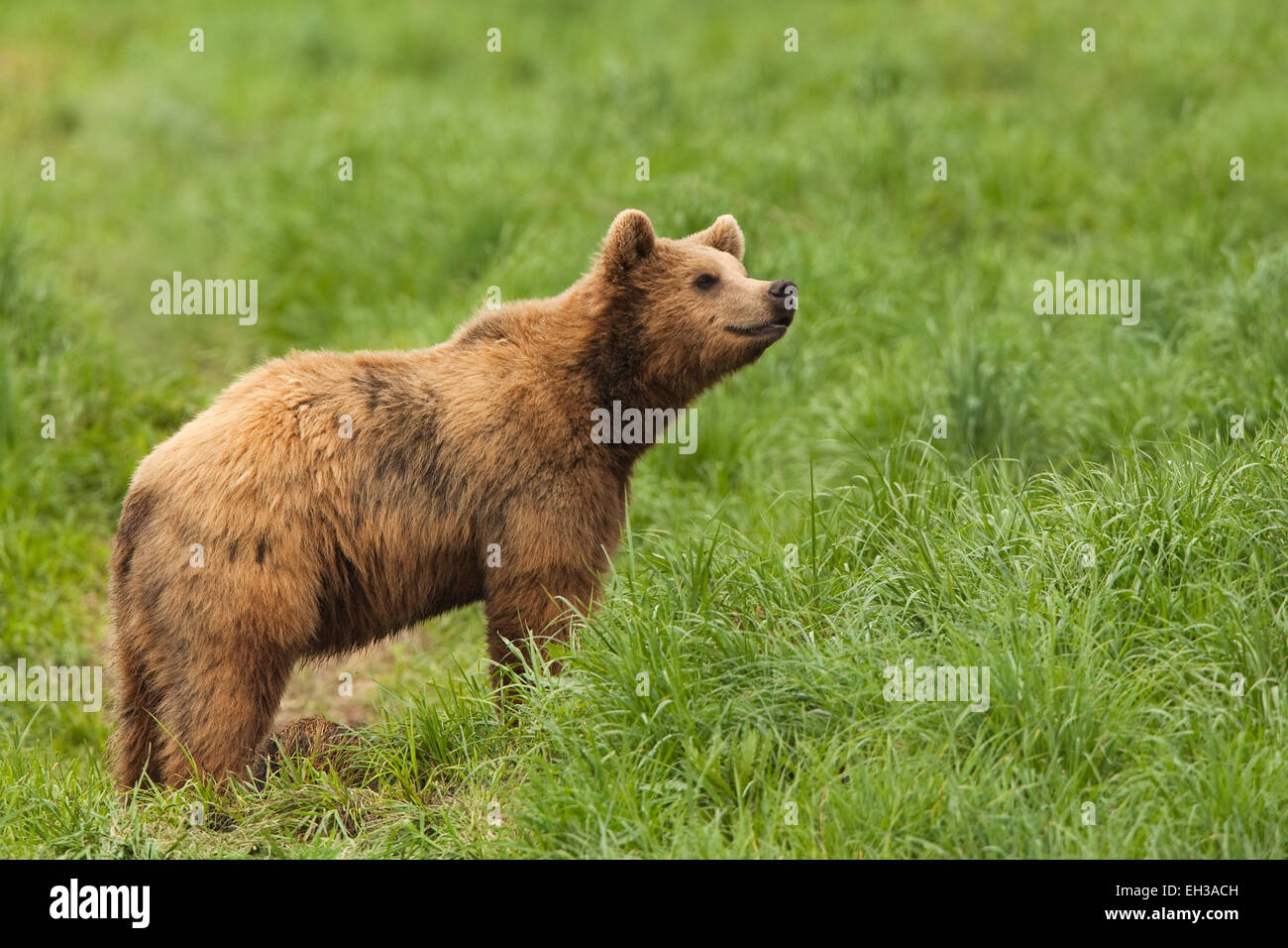 European Brown Bear (Ursus arctos arctos), Germany Stock Photo - Alamy