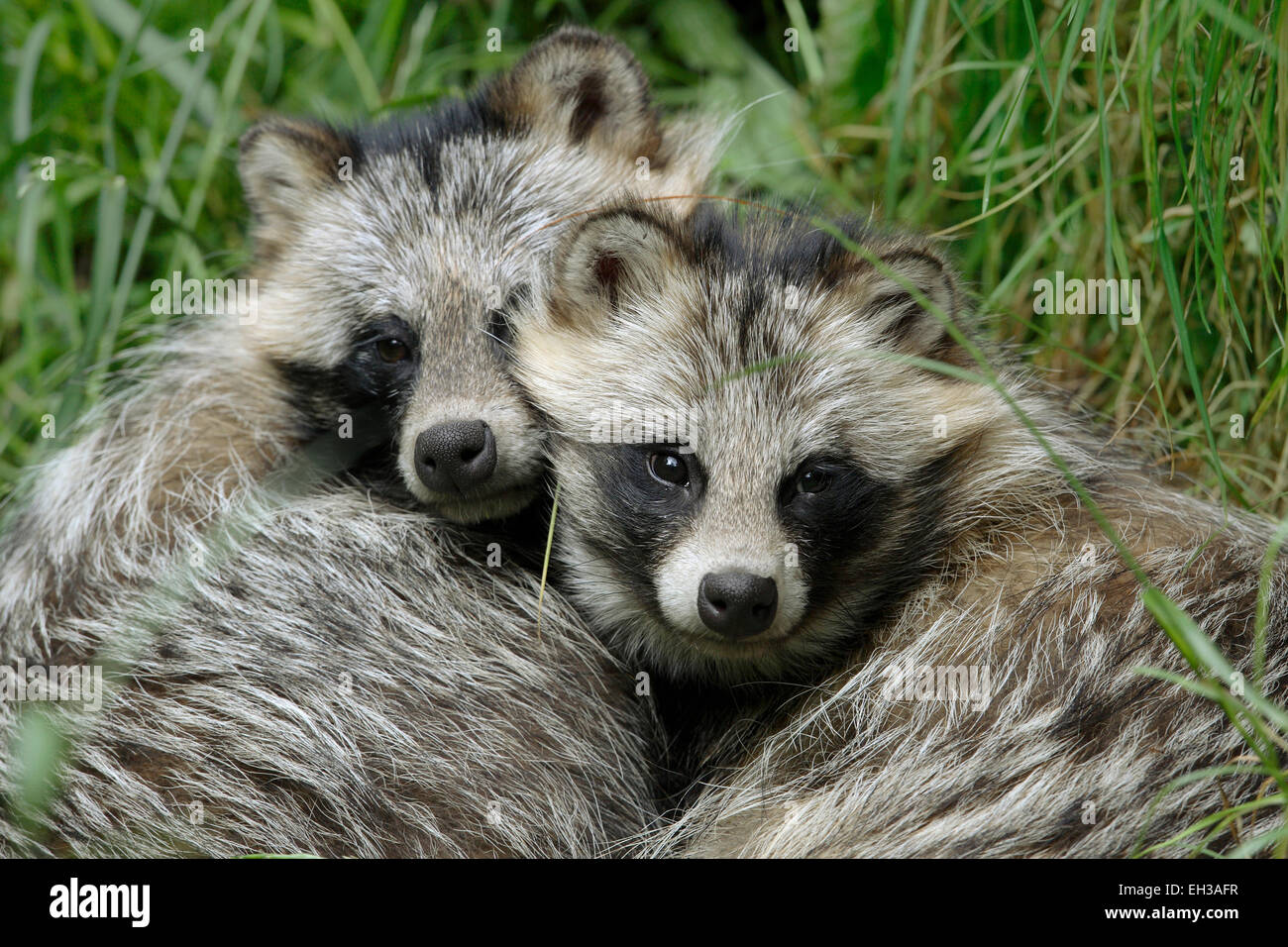 Close-up Portrait of Two Raccoon Dogs (Nyctereutes procyonoides) Snuggled Together, Hesse, Germany Stock Photo