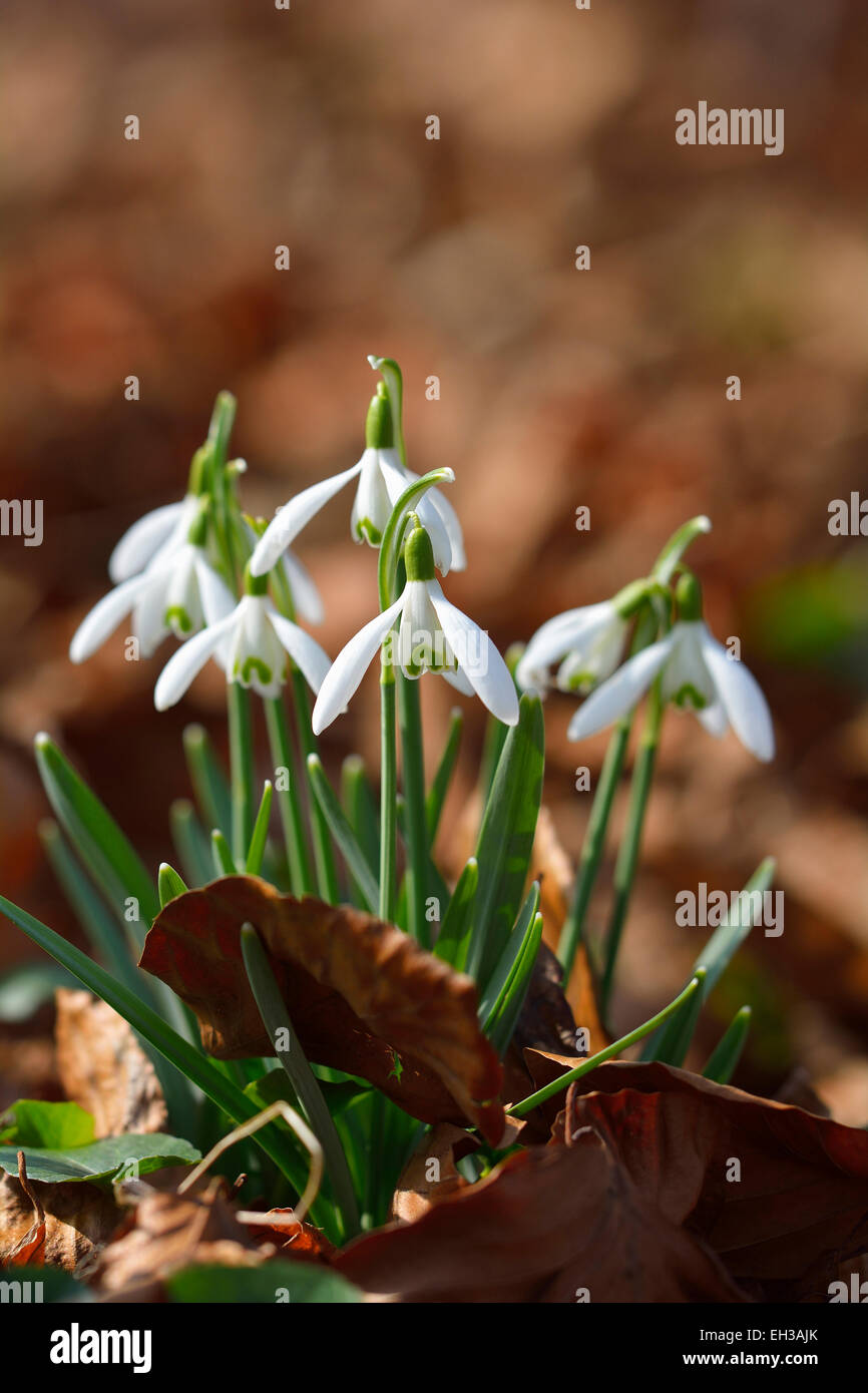 Close-up of snowdrops in spring, Husum, Schlosspark, Schleswig-Holstein, Germany Stock Photo