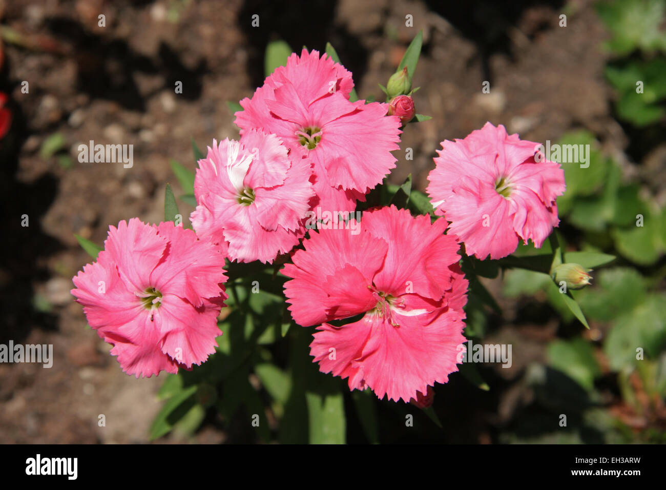 Carnation Dianthus Stock Photo Alamy