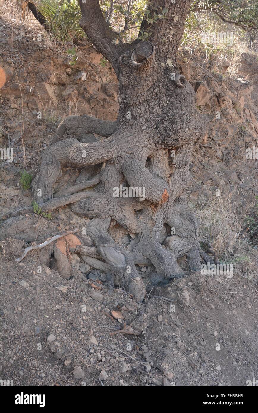 gnarled Oak Tree roots Bisbee, Arizona - USA Stock Photo