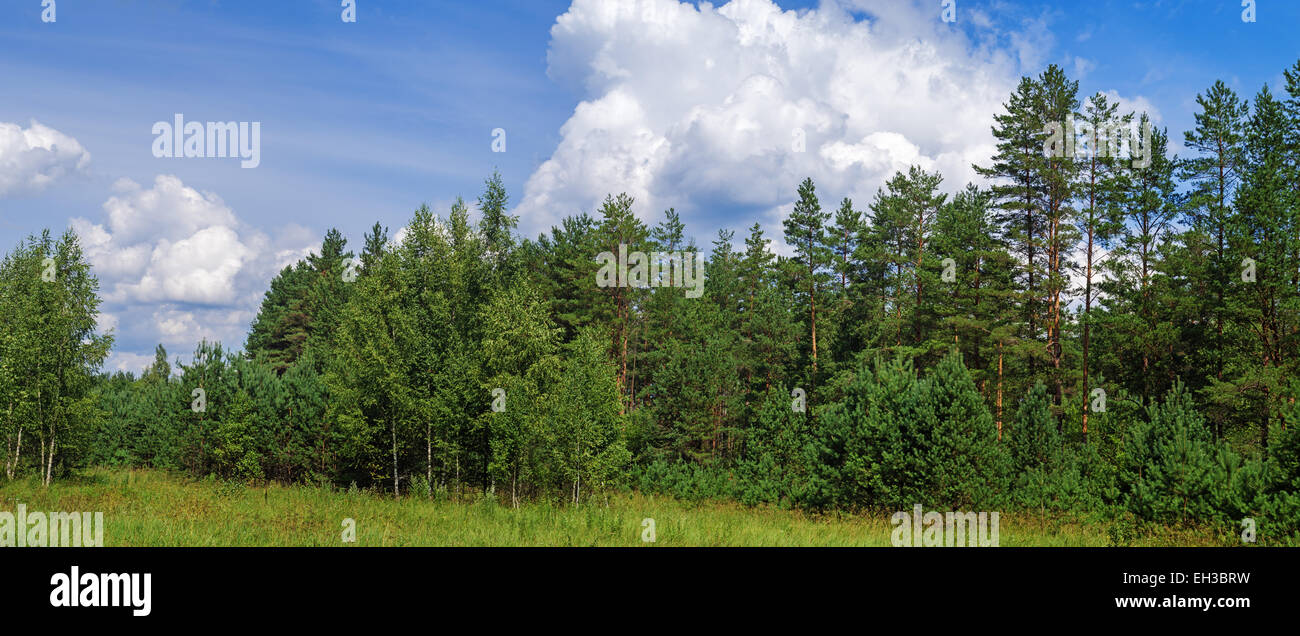 Forest landscape with blue sky and white clouds Stock Photo - Alamy