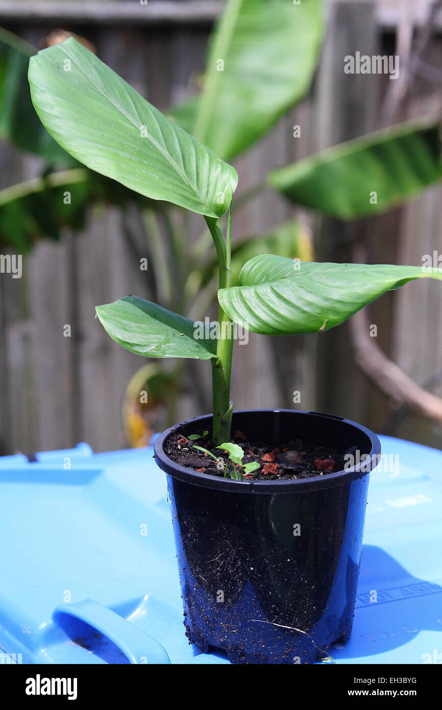 Growing Tumeric ginger plant in a pot Stock Photo Alamy
