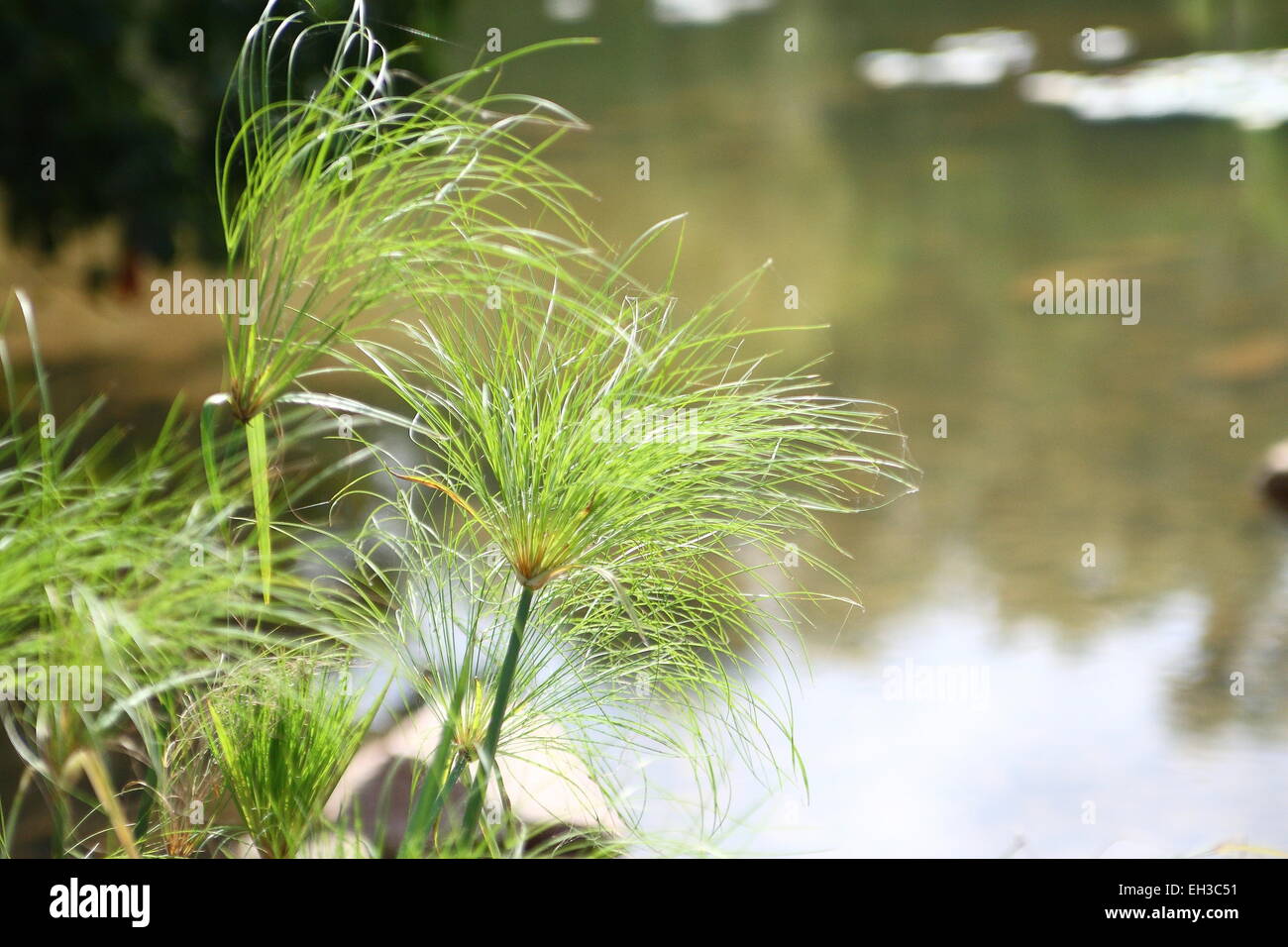 Papyrus plant cyperus papyrus hi-res stock photography and images - Alamy