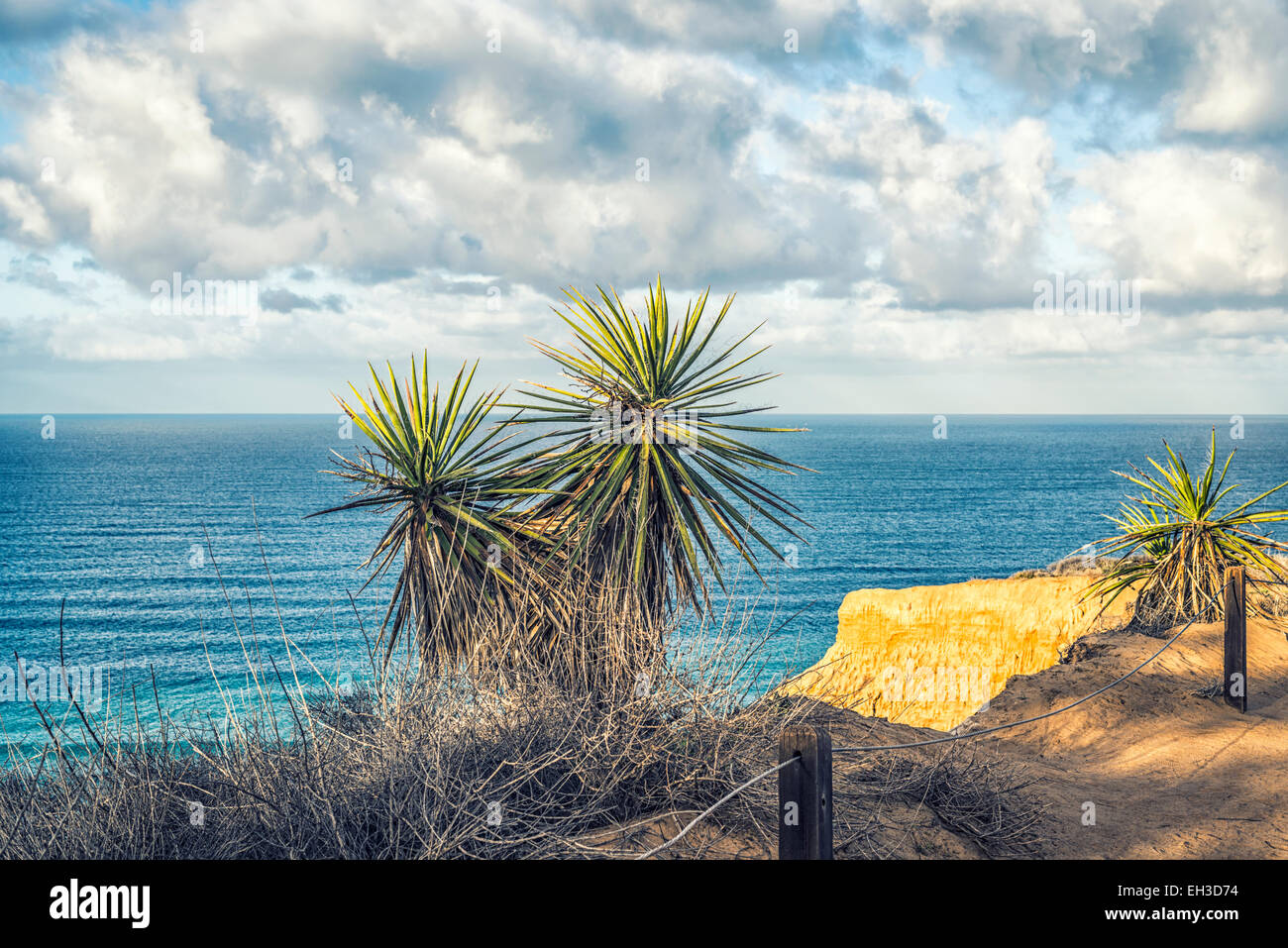 Yucca plants on a cliffside.Torrey Pines State Natural Reserve, La ...