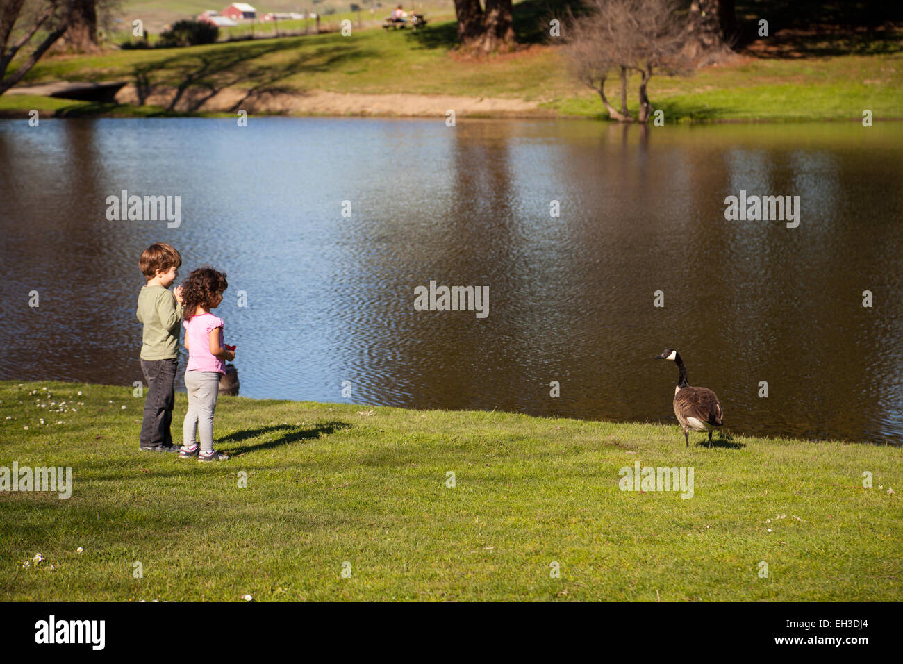 Two three year-olds feeding the geese at a pond, Petaluma, California, USA Stock Photo