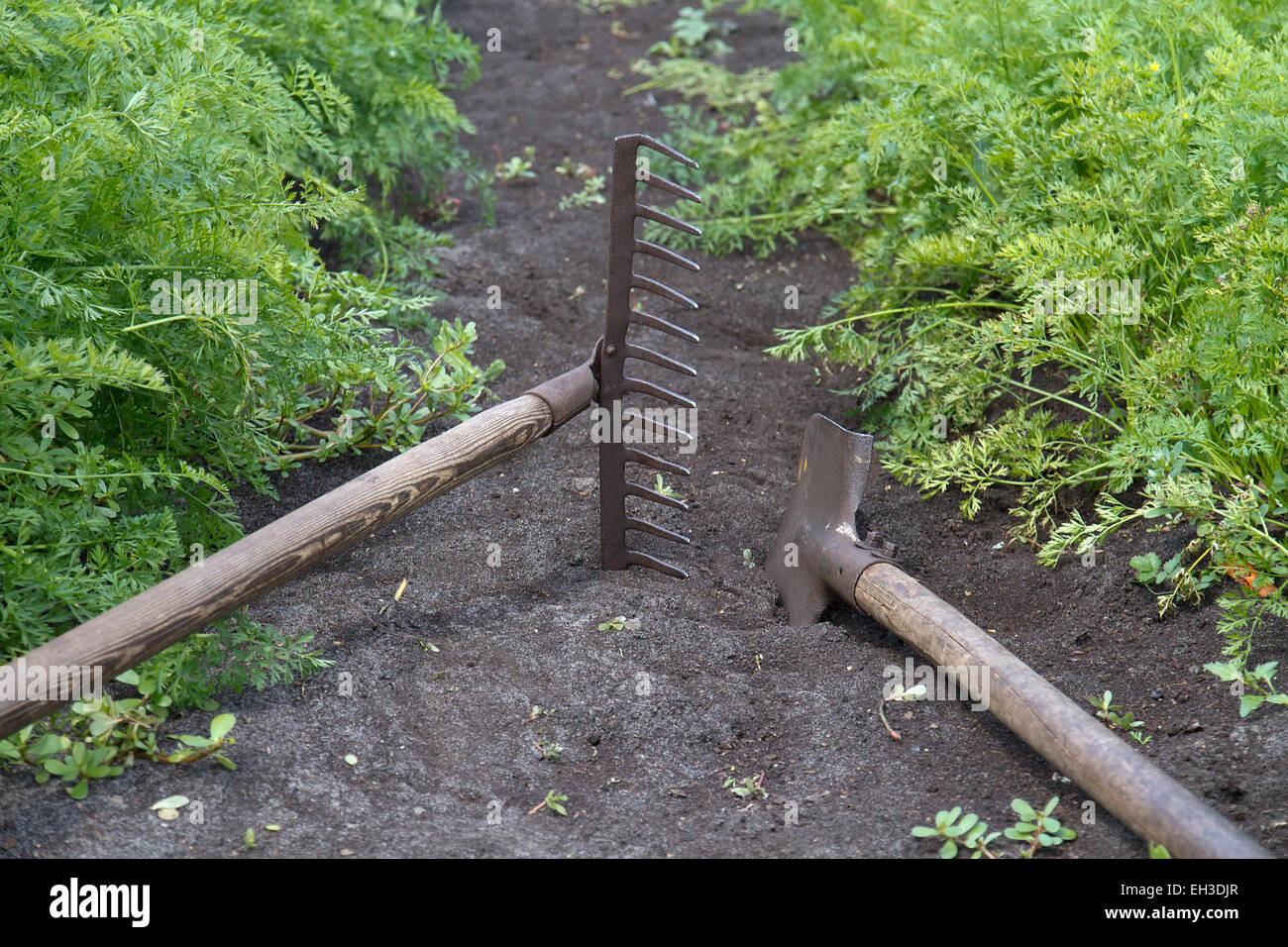 Shovel and rake lie between the vegetable beds Stock Photo