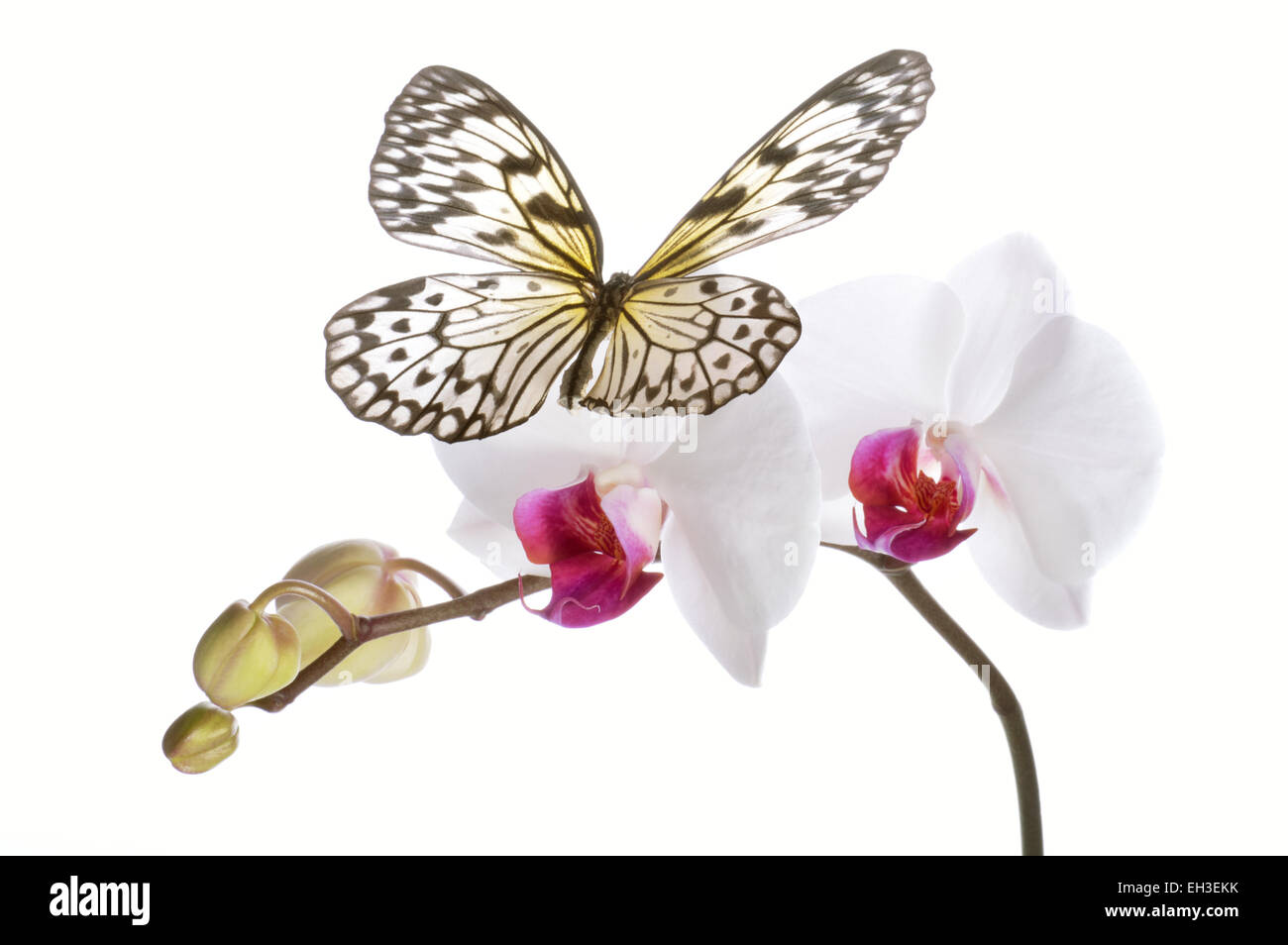 Butterfly on white orchids. Stock Photo