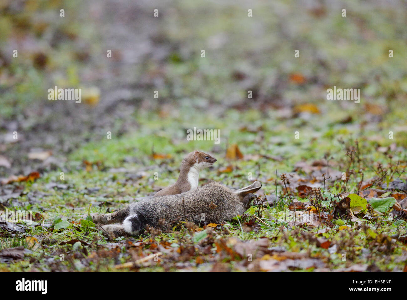 Stoat, Mustela erminea, with freshly killed or paralysed Rabbit, Wales, UK Stock Photo