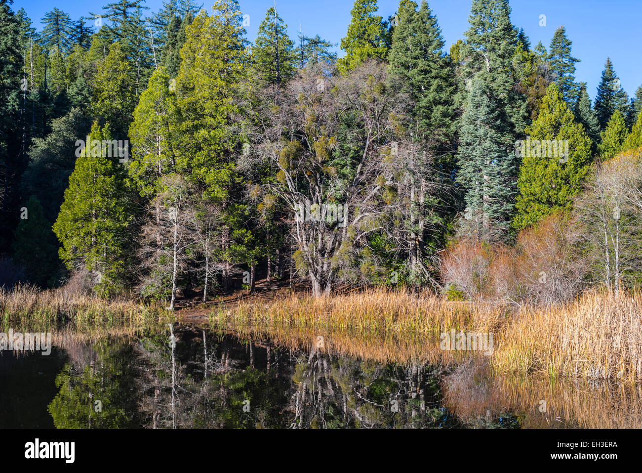 A variety of trees and reeds around Doane Pond. Palomar Mountain State