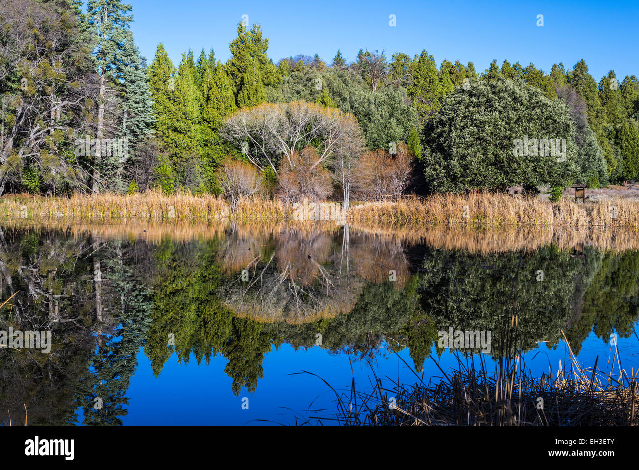 Reeds around pond hires stock photography and images Alamy