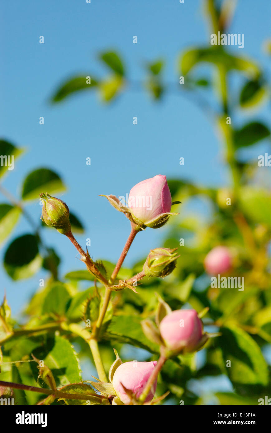 Pink rose buds, Tuscany, Italy Stock Photo Alamy