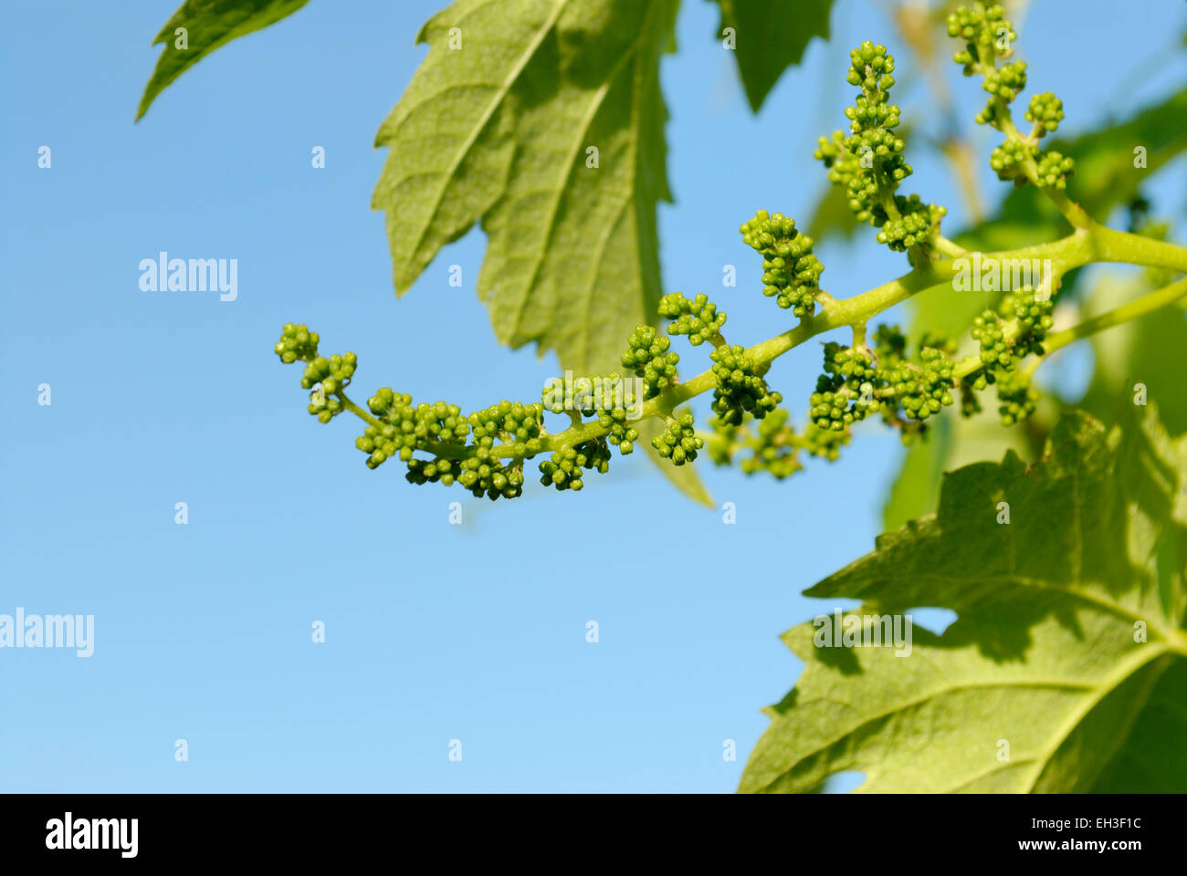 Cluster of grape buds on vine in spring, shortly before flowering Stock