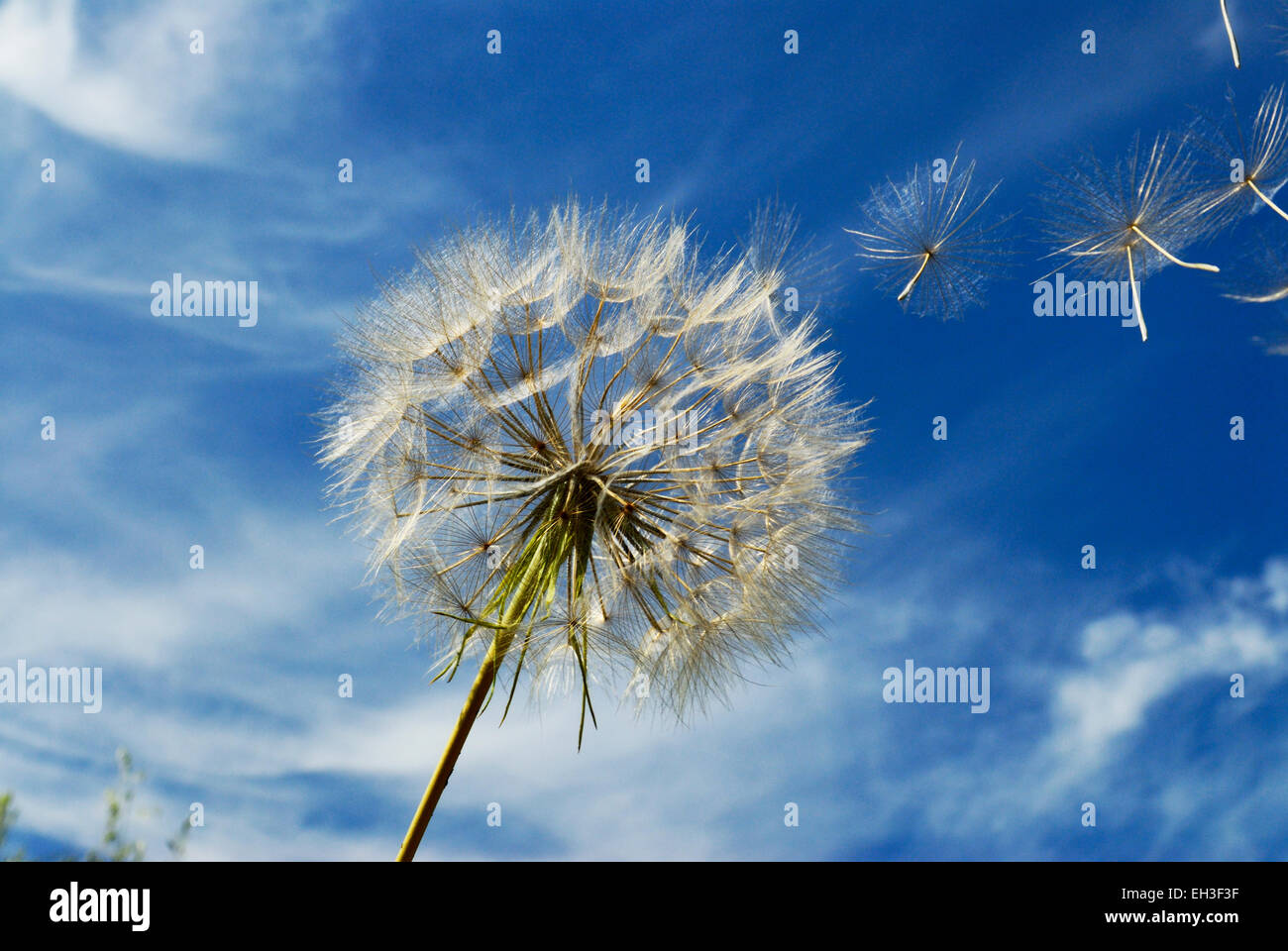 Dandelion seed head and seeds blowing in the wind against blue sky Stock Photo