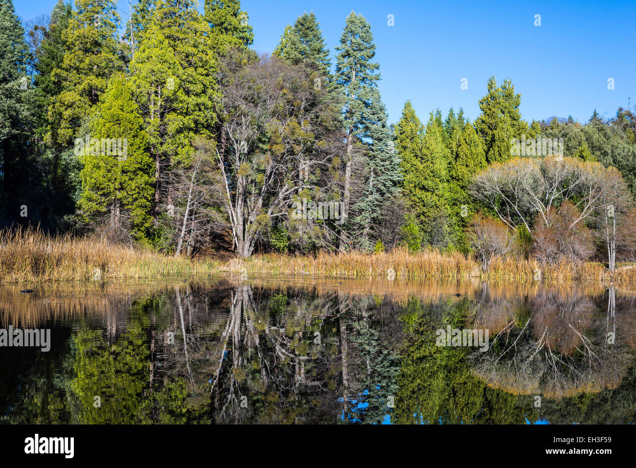 A variety of trees and reeds around Doane Pond. Palomar Mountain State