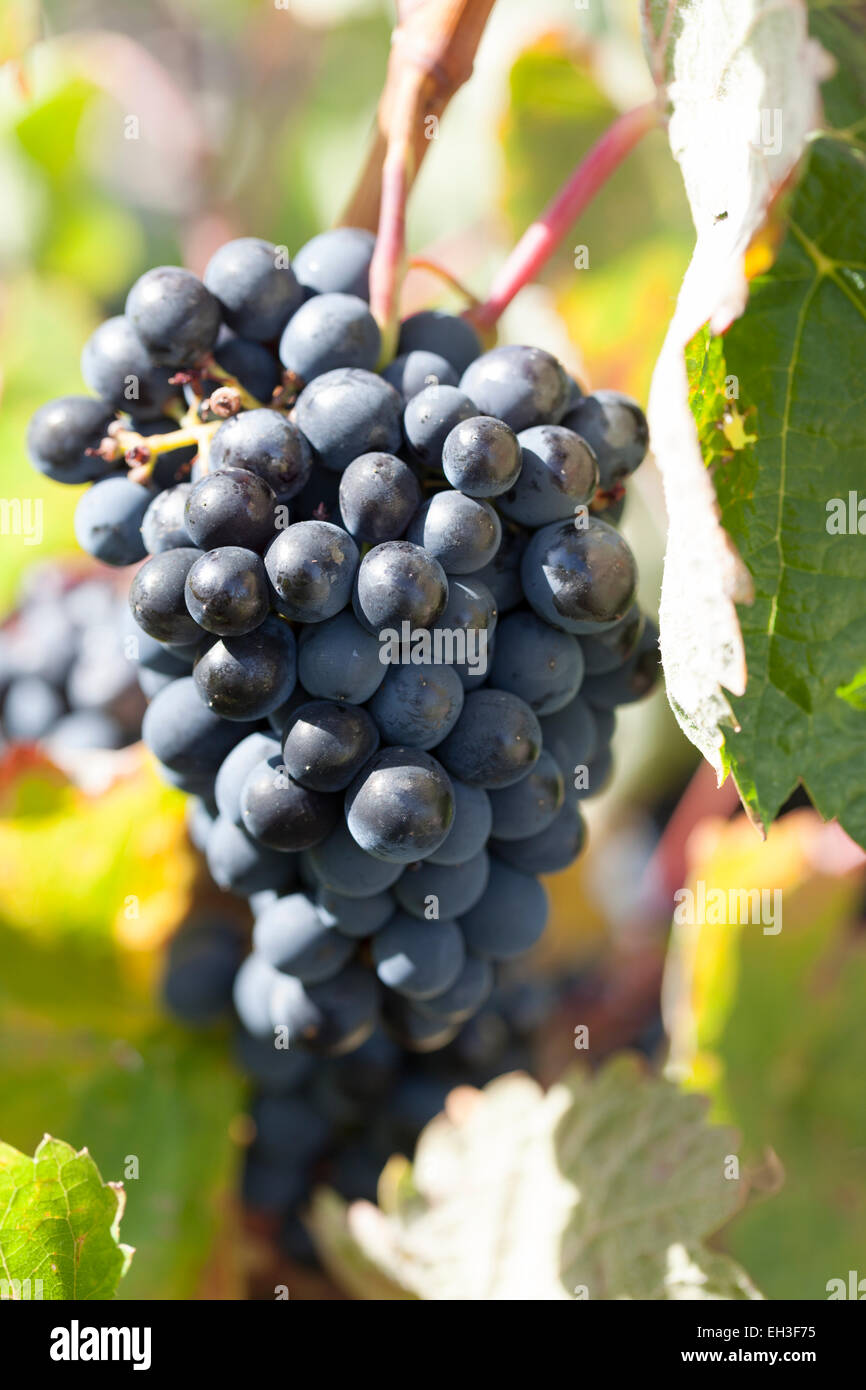 Grapes : Baga. Portugal Stock Photo - Alamy
