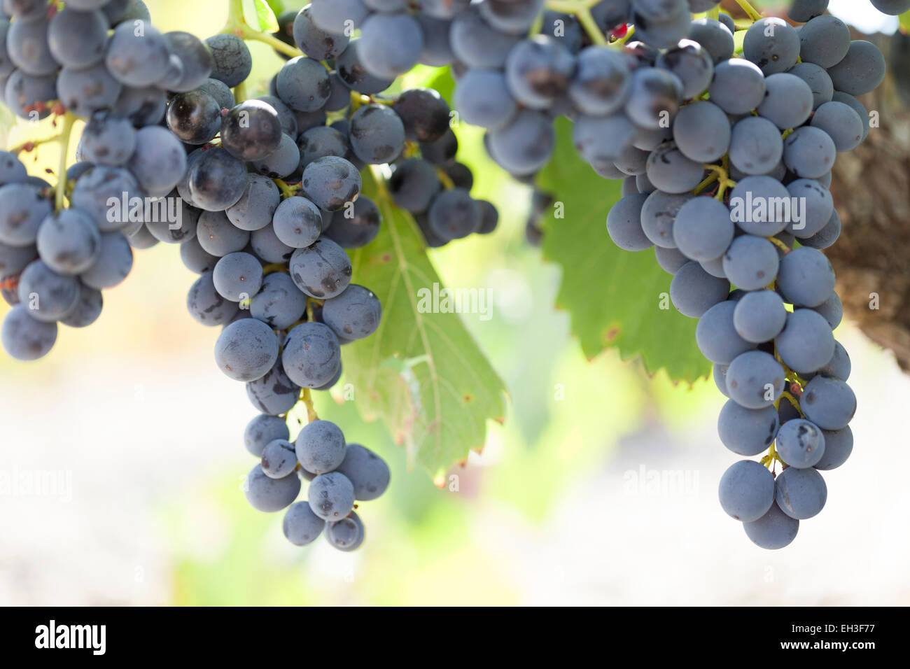 Grapes : Tinta Barroca. Portugal. Stock Photo