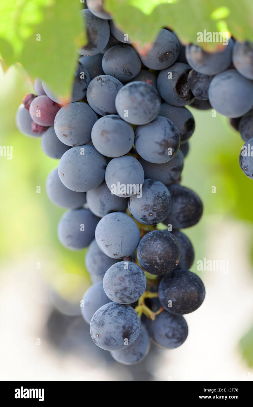 Grapes : Tinta Barroca. Portugal. Stock Photo