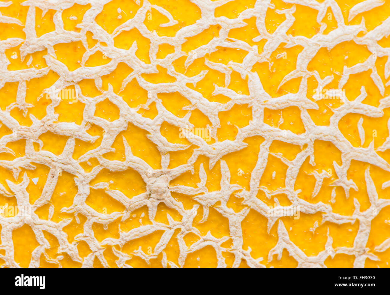 White and yellow skin structure of melon Stock Photo Alamy