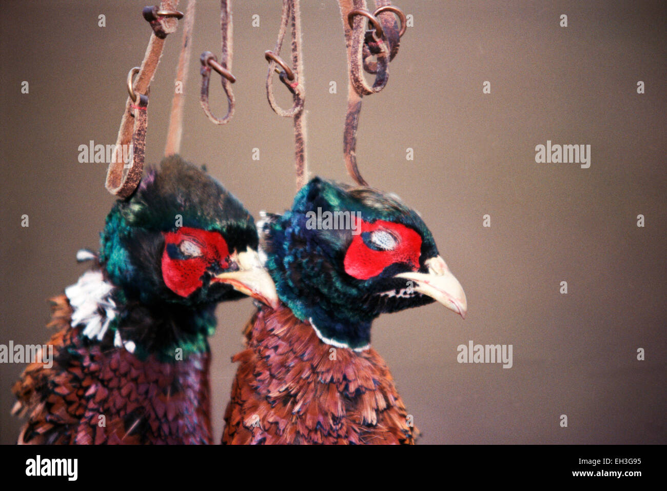 Pheasants hanging after hunting Stock Photo
