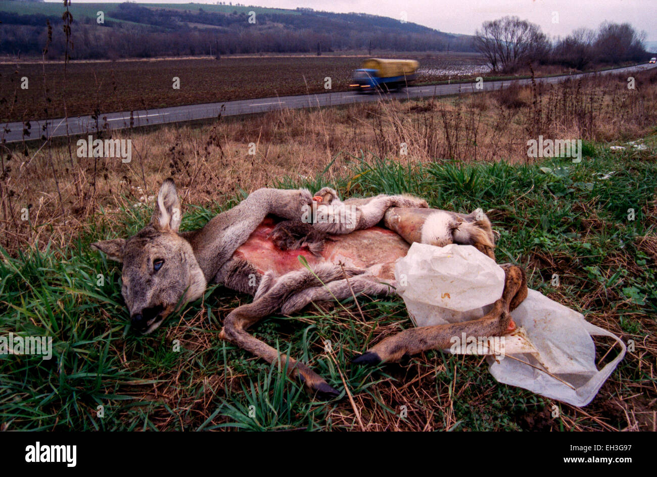 Gutted thrown roe deer skin in the countryside, catch of a poacher, skinned animal Roe deer Poaching Stock Photo