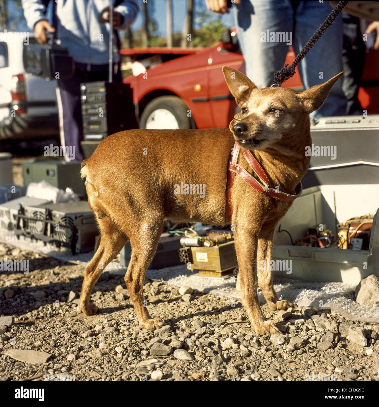 Dog flea hires stock photography and images Alamy
