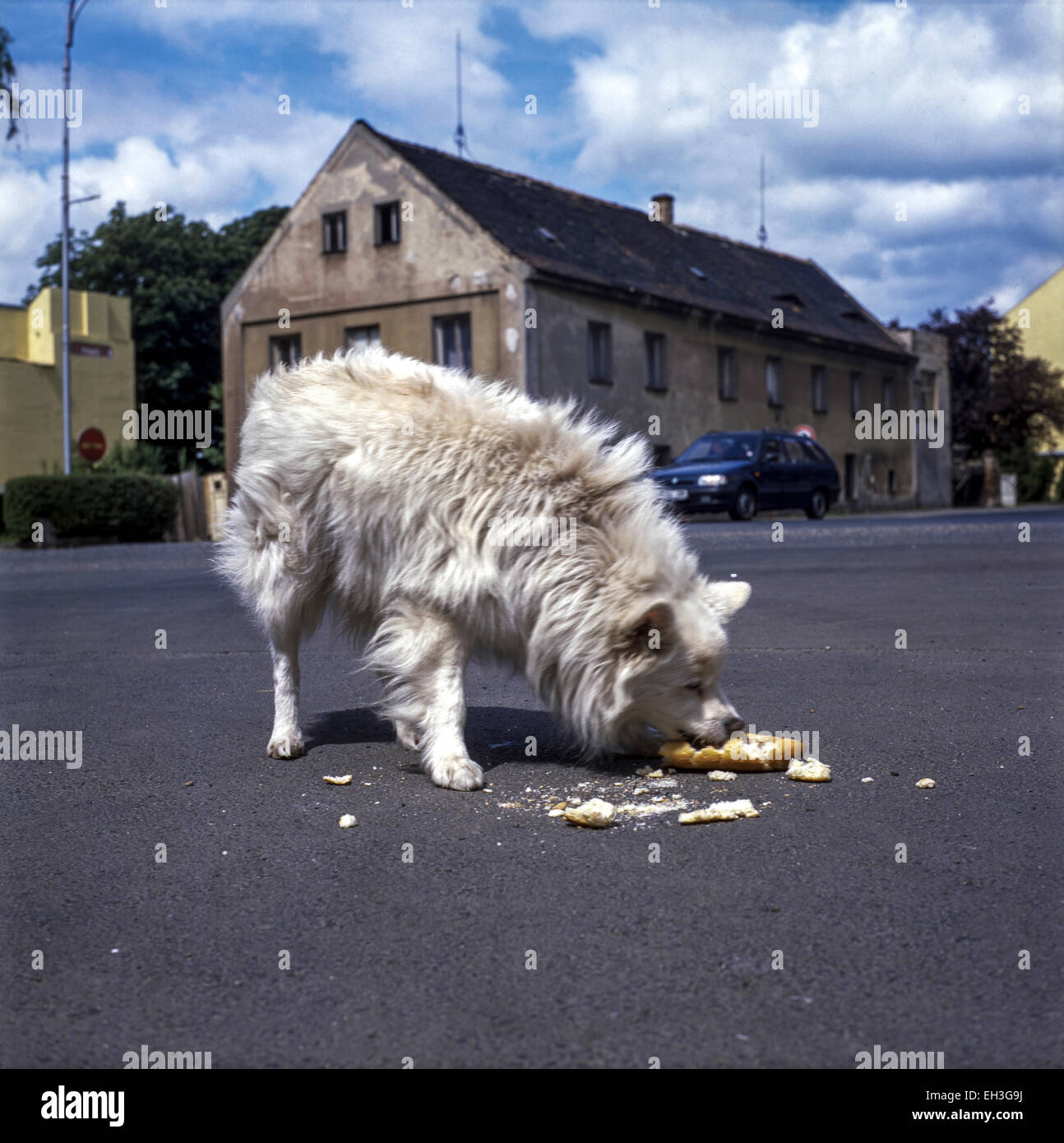 dog eats hot dog on a street Stock Photo Alamy