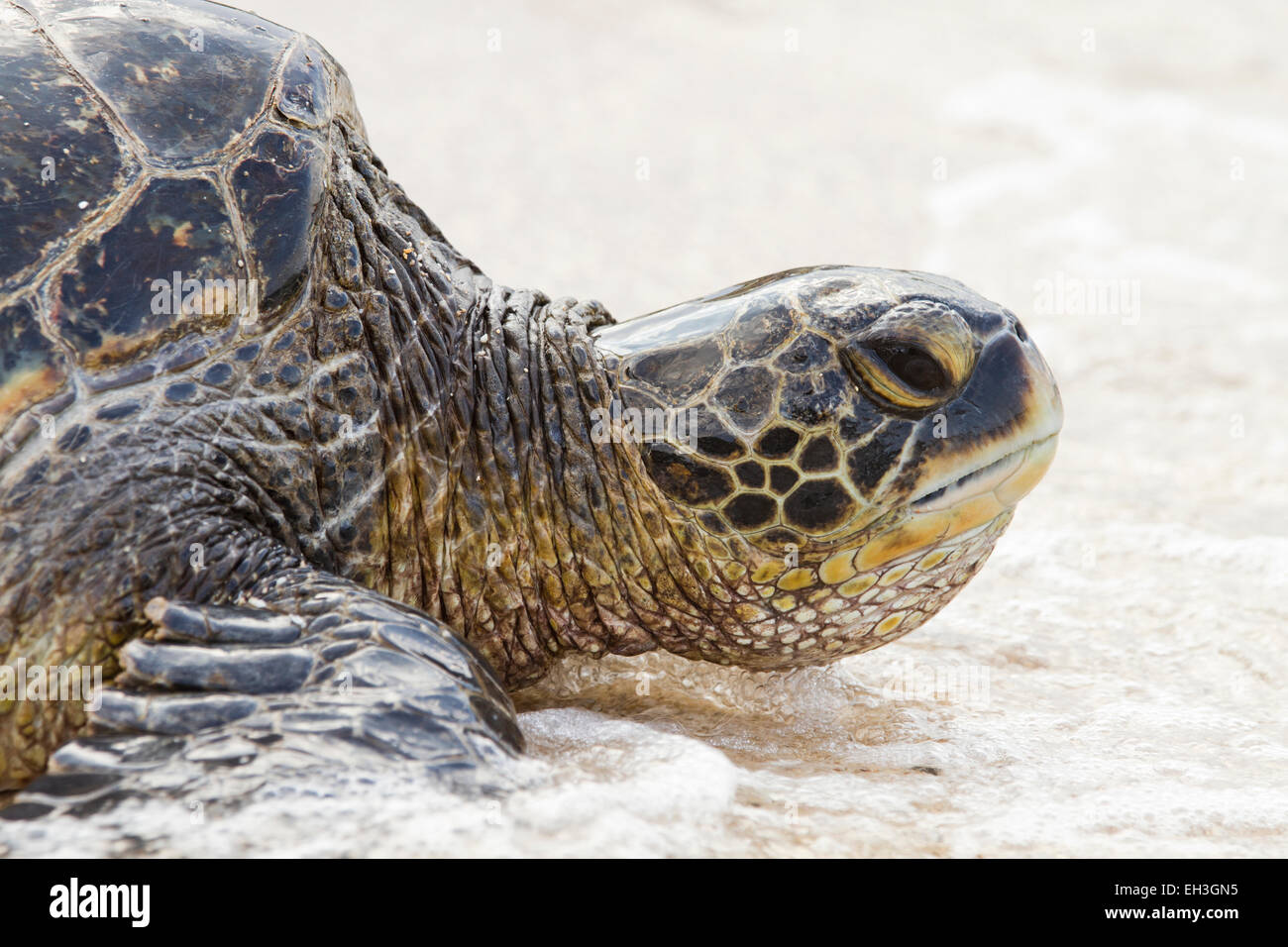 Green sea turtle ashore in Maui, Hawaii Stock Photo