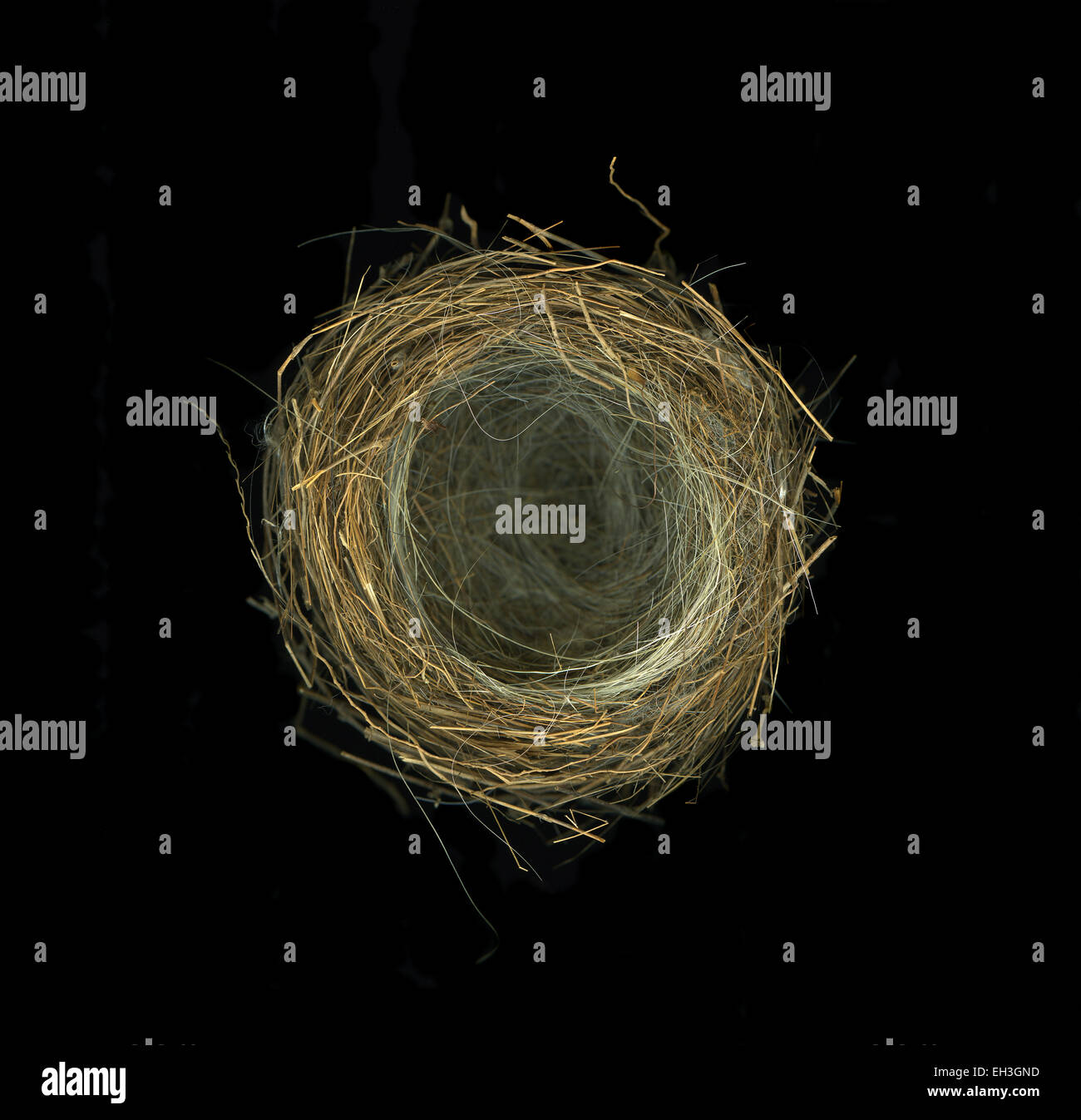 Isolated bird nest against a black background Stock Photo - Alamy