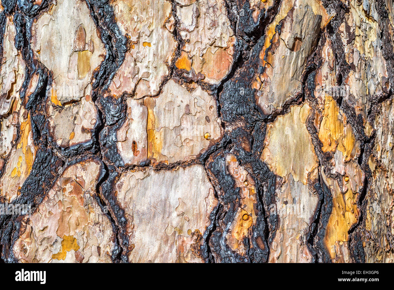 Jigsaw pattern formed on a pine tree trunk. Stock Photo
