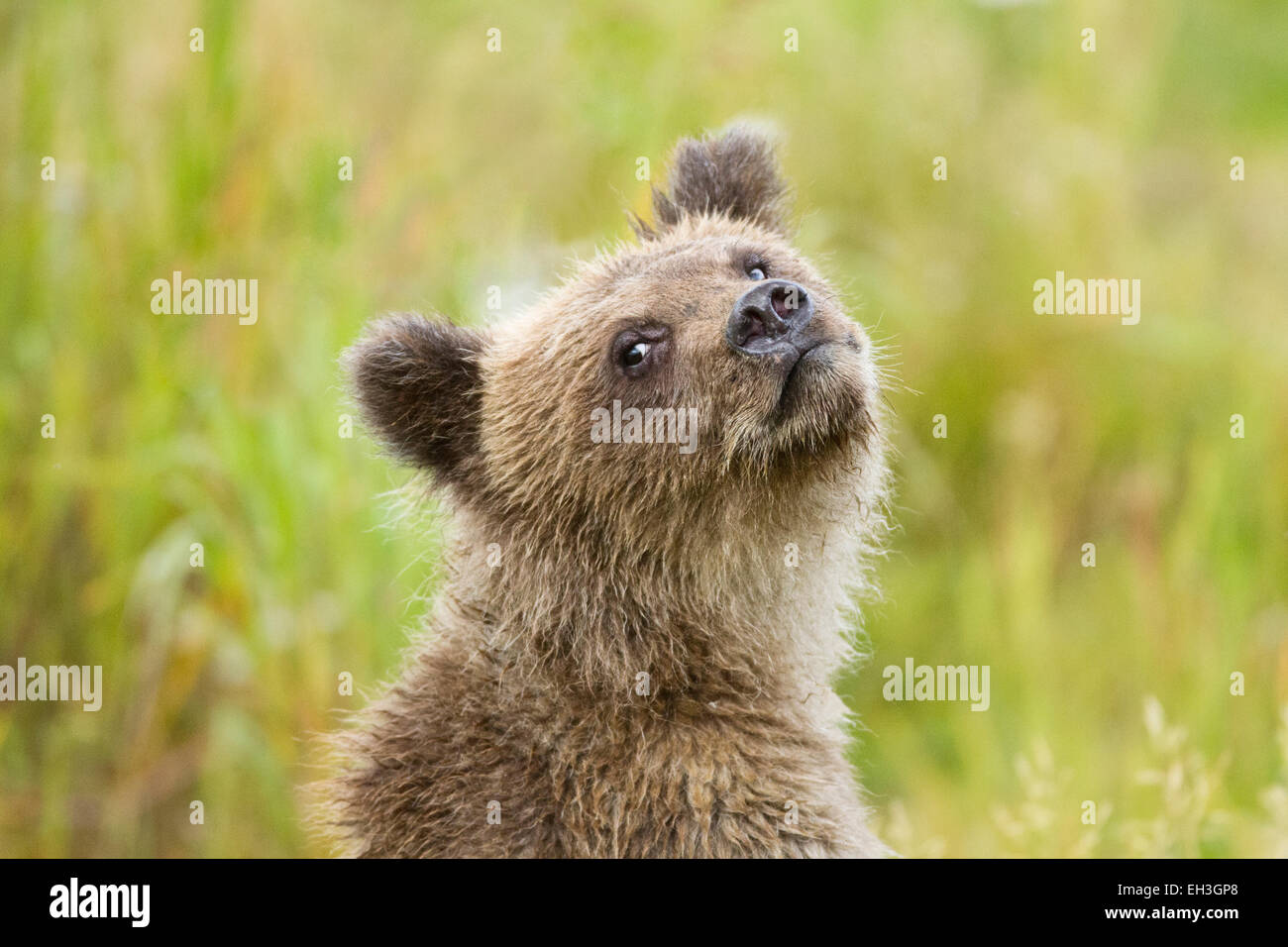 Coastal brown bear cub (Ursus arctos) in Katmai National Park, Alaska ...
