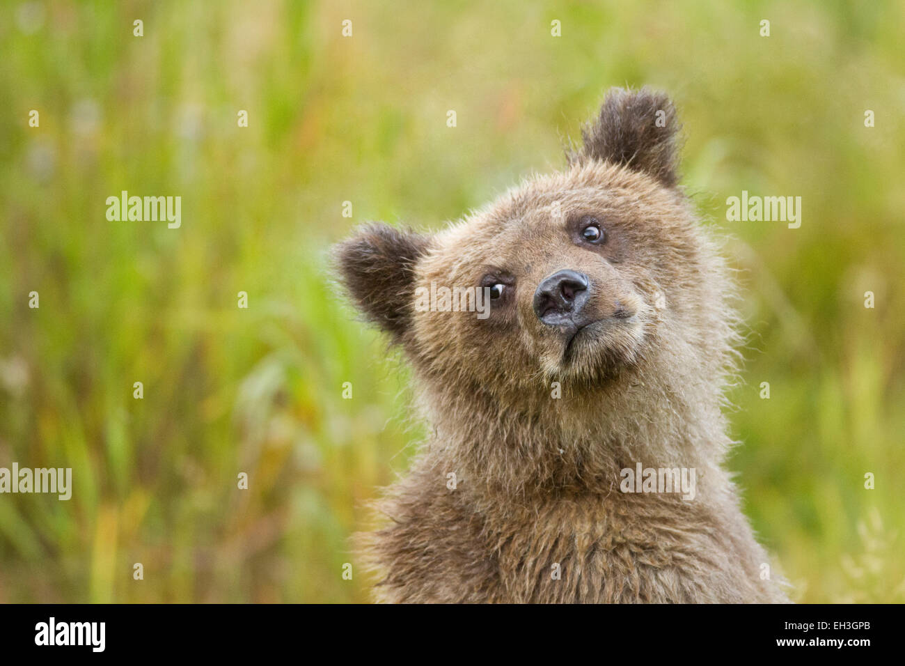 Coastal brown bear cub (Ursus arctos) in Katmai National Park, Alaska ...