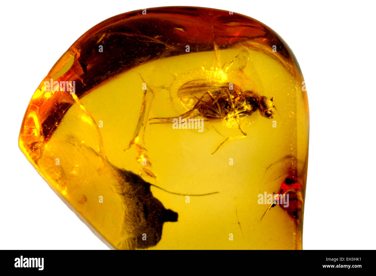 Prehistoric long-legged fly preserved in Baltic amber (fly 3-4mm long) Stock Photo