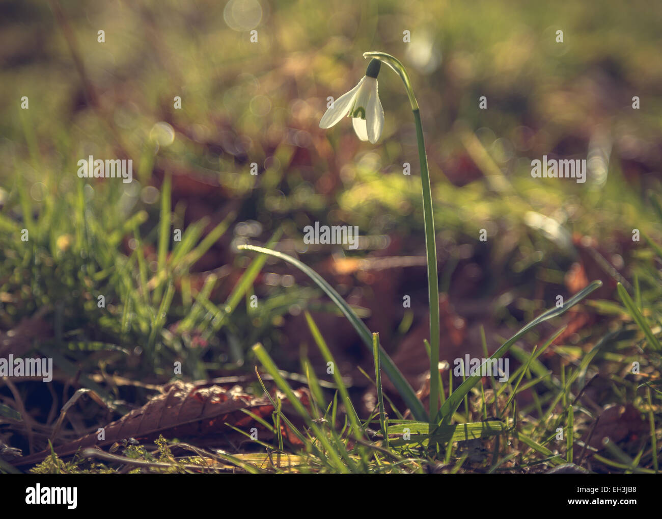 Lonesome - A lone snowdrop at Baddesley Clinton, UK Stock Photo
