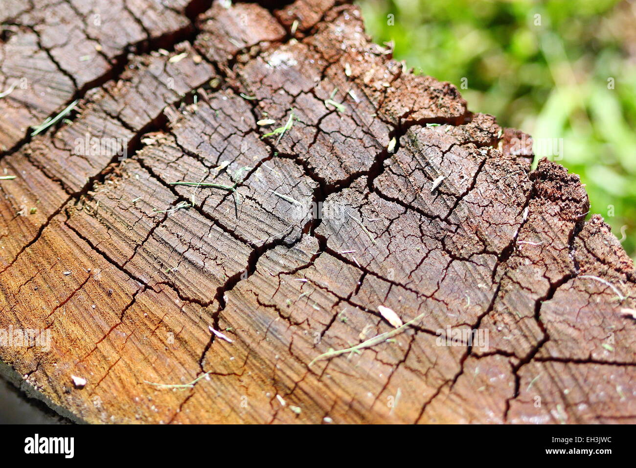 Close up of a broken log showing the details of the cracked surface Stock Photo