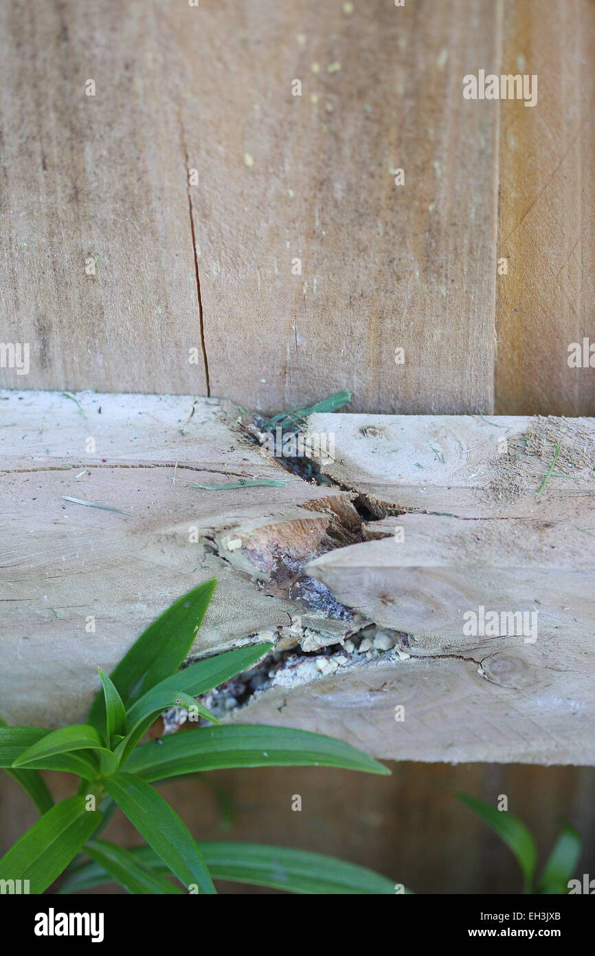 Close up of Broken piece of wooden fence Stock Photo