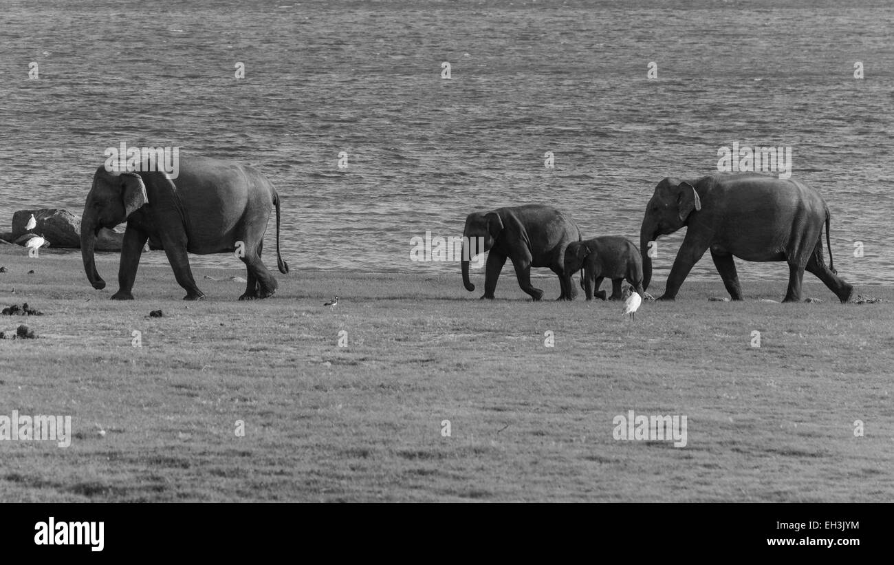 elephants of sri lanka Stock Photo