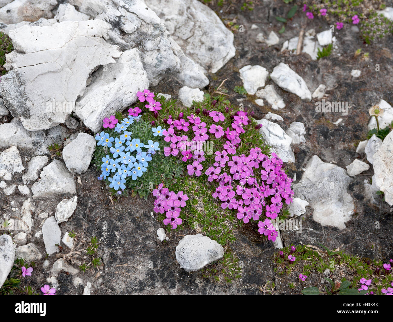 Moss campion (Silene acaulis) and blue Arctic alpine forget-me-not (Eritrichium nanum), Dolomites, Trentino-Alto Adige, Italy Stock Photo