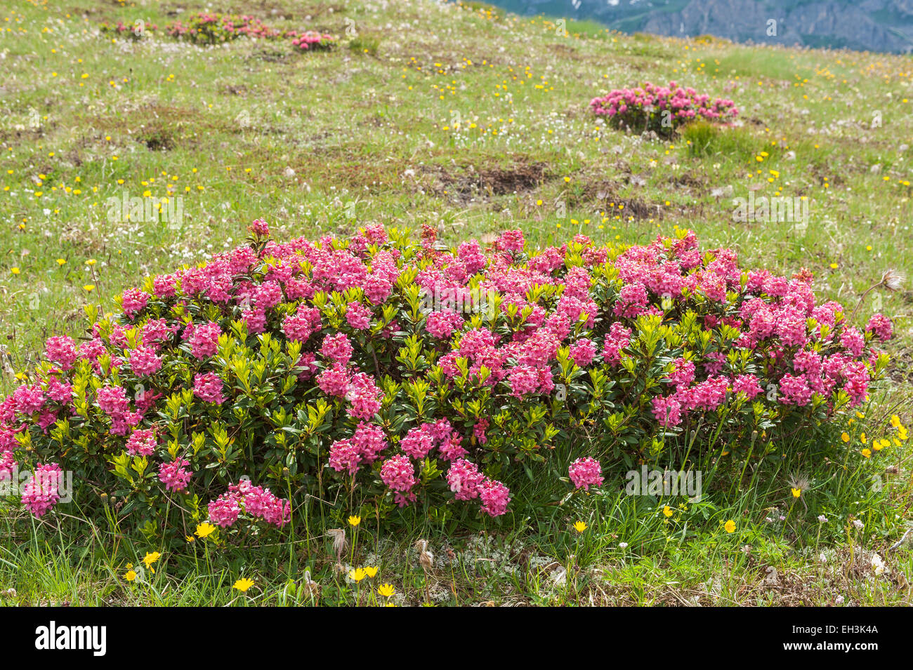 Alpenrose (Rhododendron ferrugineum), alp, Dolomites, Veneto, Italy ...