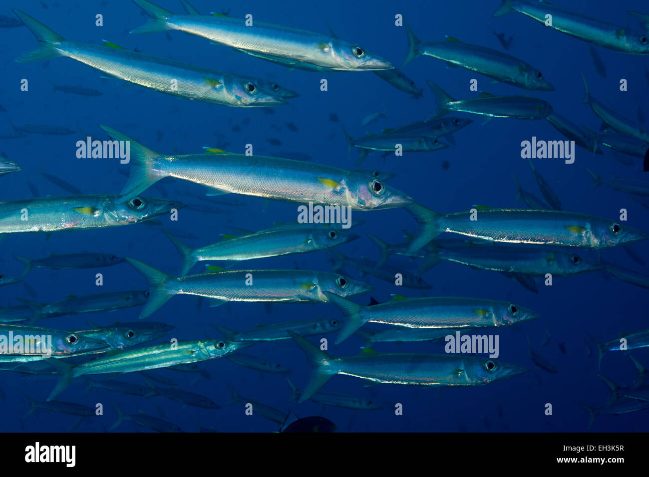 School of Sharpfin Barracuda (Sphyraena helleri), Palau Stock Photo