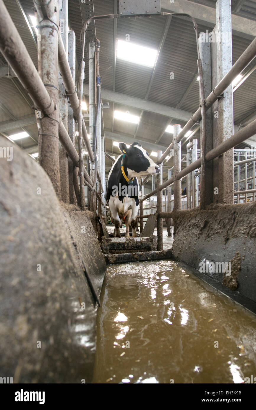 Holstein Friesian cows being prepared for milking on a dairy farm in Kent in the United Kingdom Stock Photo