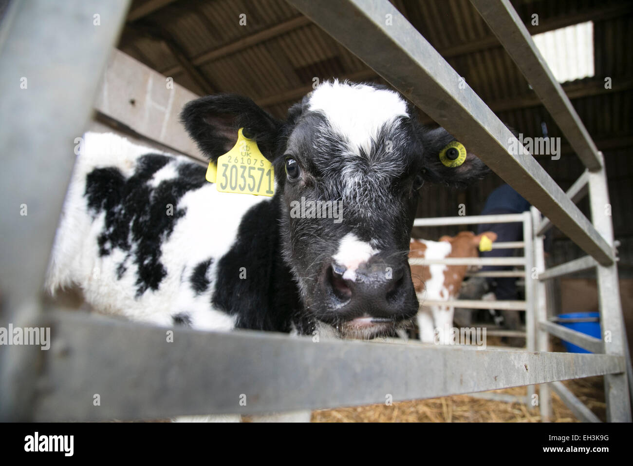 Holstein Friesian cows being prepared for milking on a dairy farm in ...