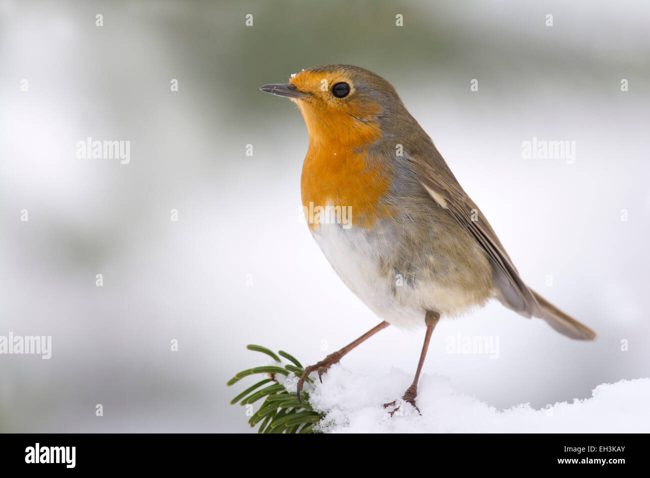 European Robin (Erithacus rubecula), Tyrol, Austria Stock Photo