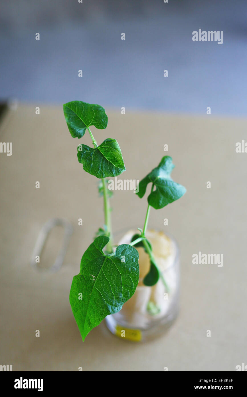 Growing beans experiment hires stock photography and images Alamy