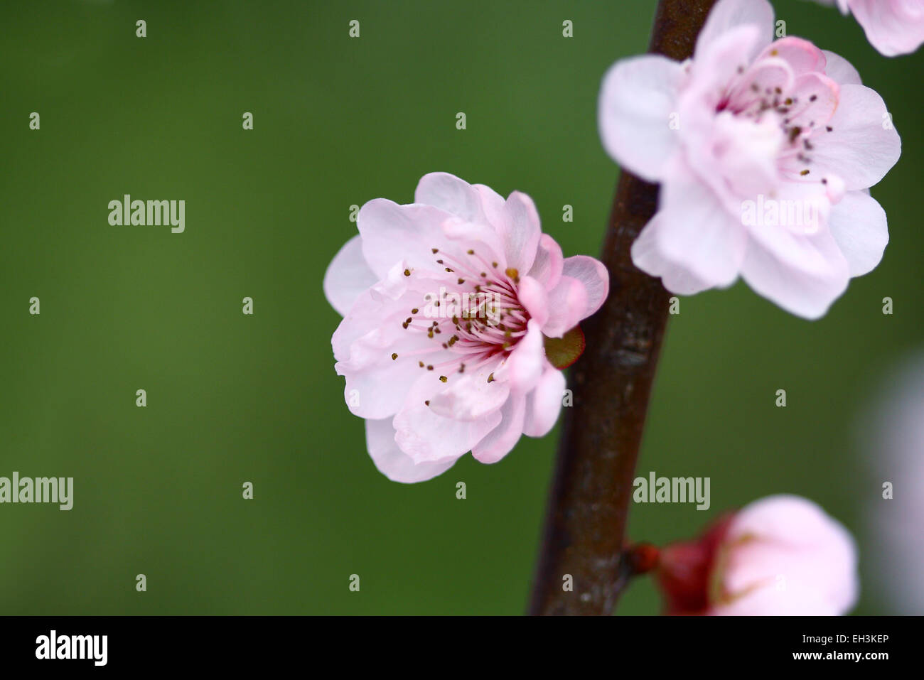 Cherry blossoms in full bloom Stock Photo - Alamy